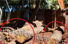 Contractor booked for felling valuable trees in DCP Quarters ground